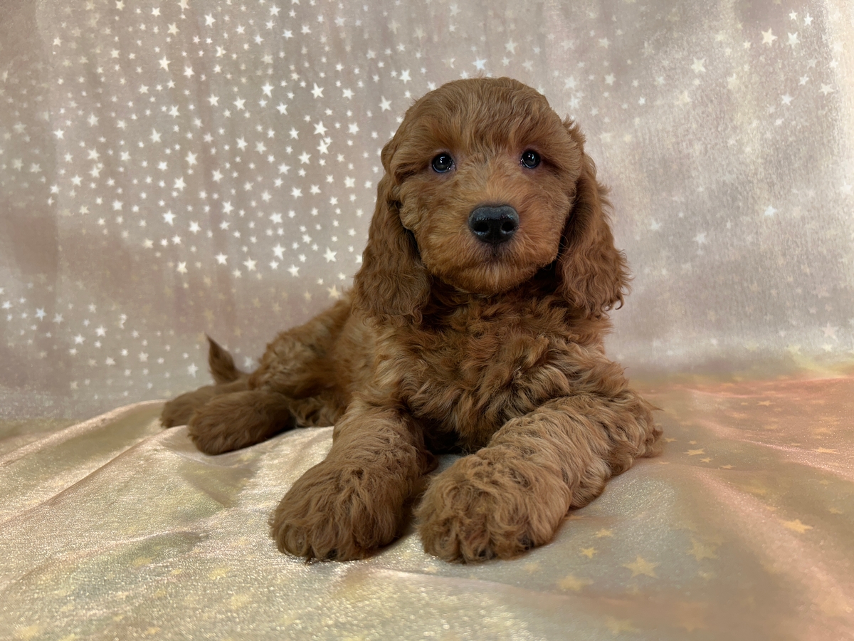 Male F1b Mini Golden Doodle Puppy for Sale DOB 9-16-2025 $1200